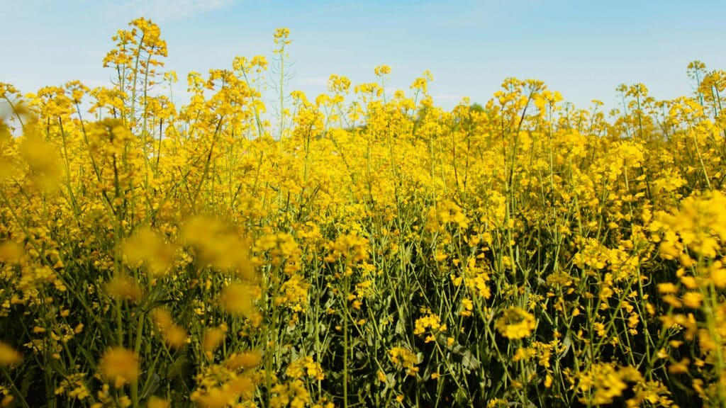 Rapeseed Oil